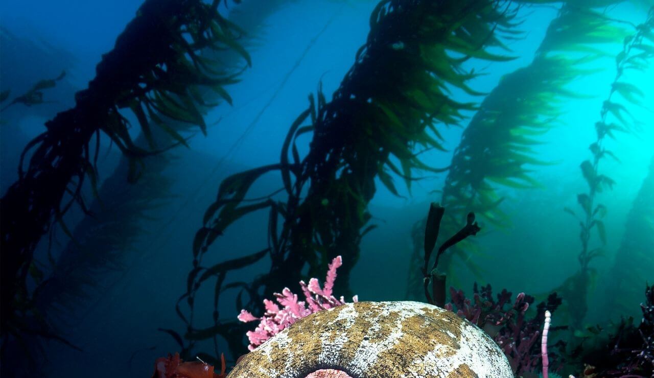 giant kelp forest in a bright blue ocean