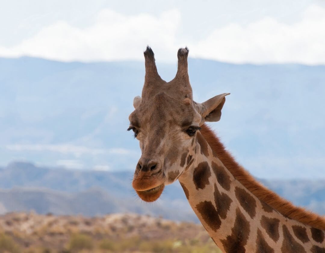 elephant standing in field in glow of setting sun