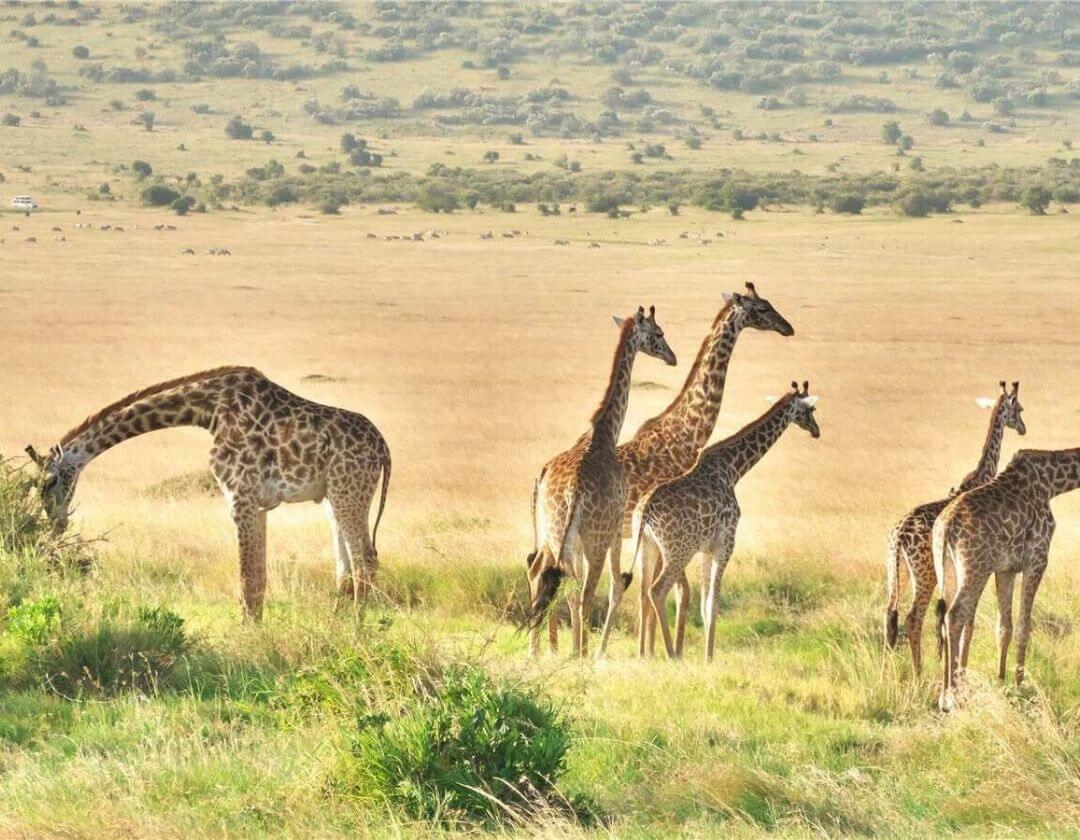 giraffe herd on the savanna