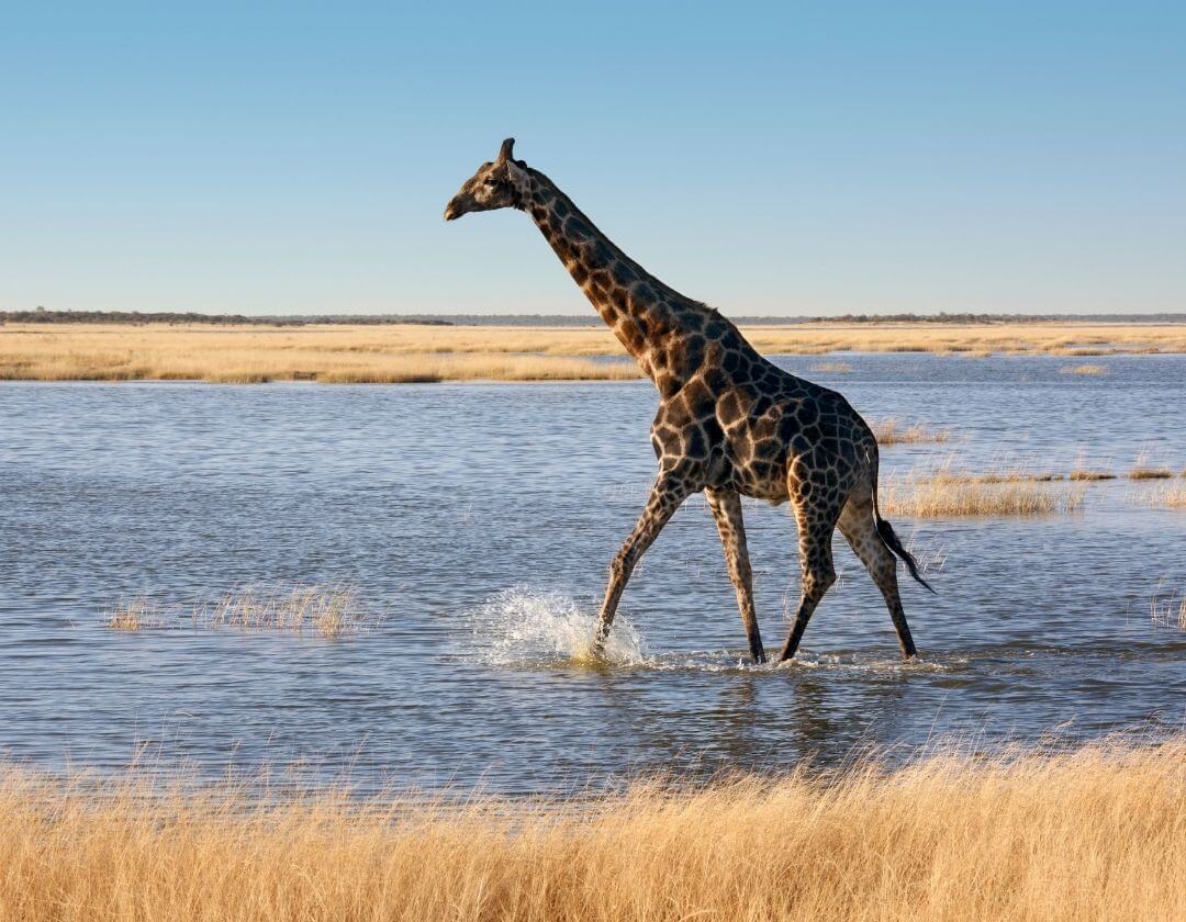 large herd of elephants standing in and around a large watering hole