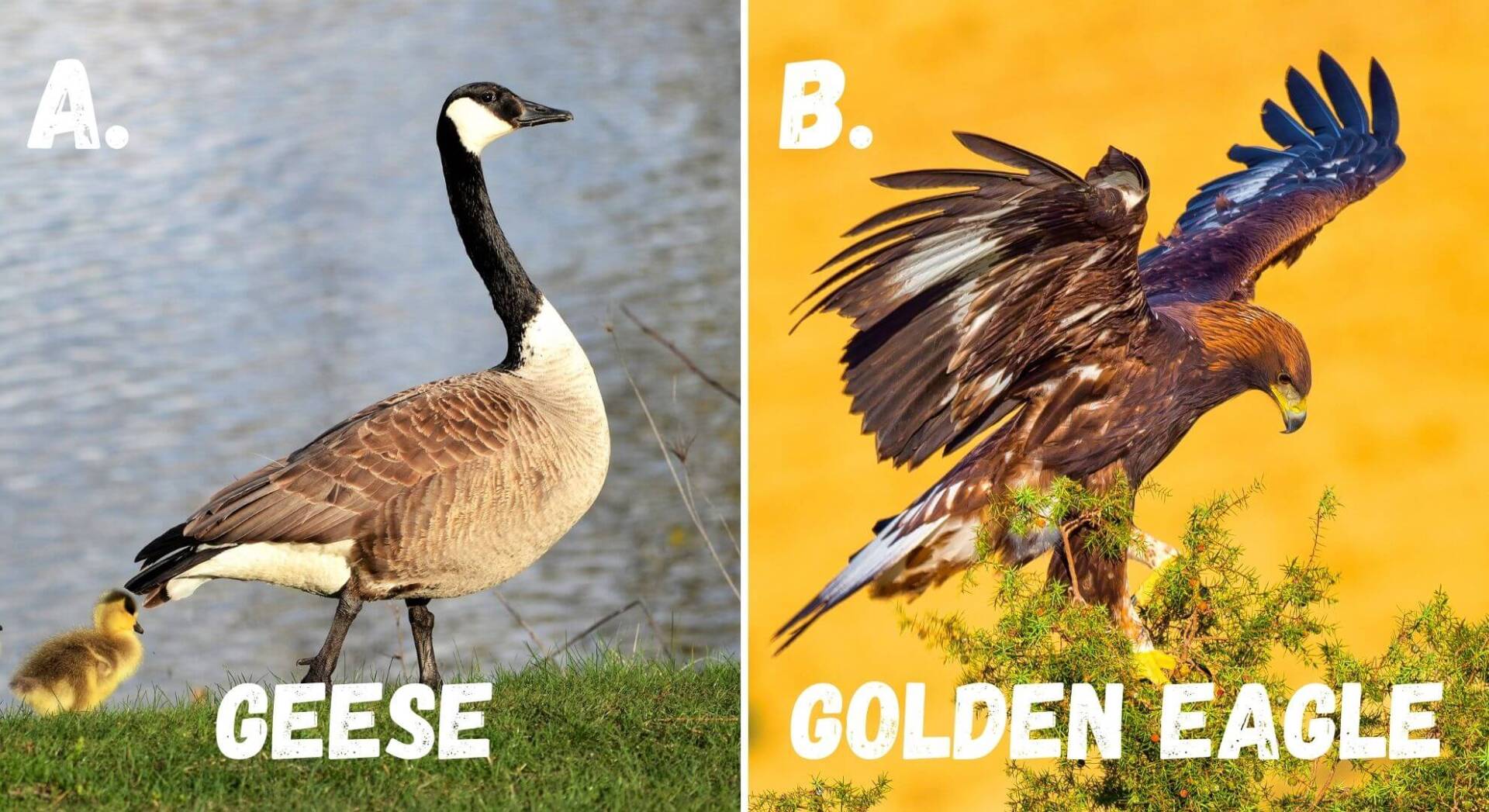 golden eagles are apex predators in many ecosystems and will feed on slow flying birds like geese