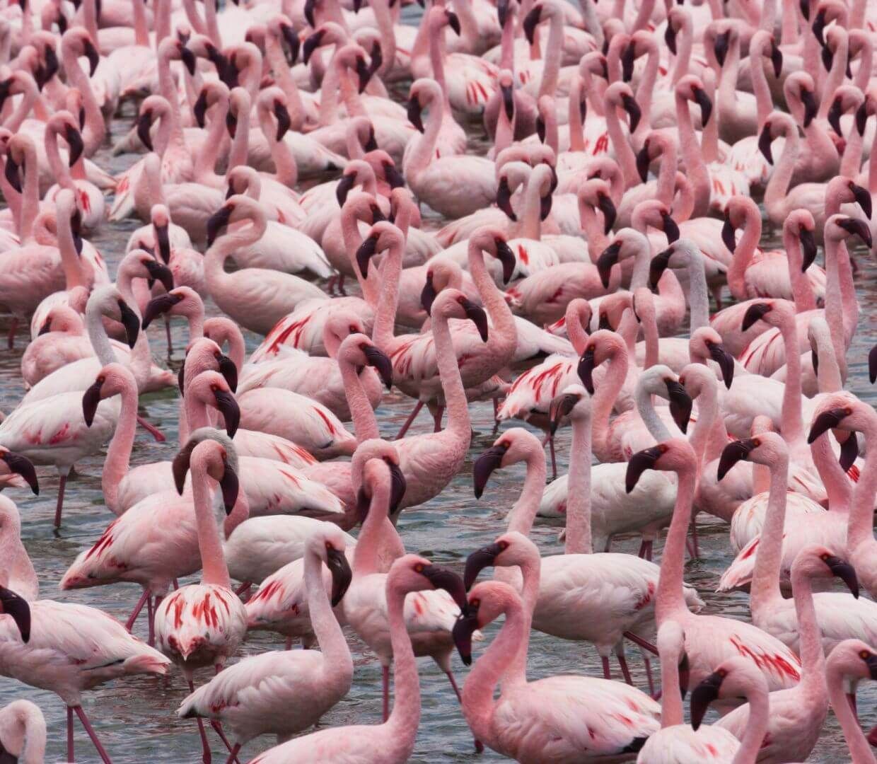 flock of flamingos gathered in water