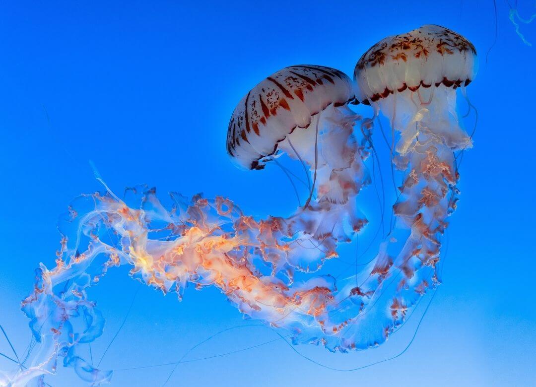large jellyfish with long tenticles