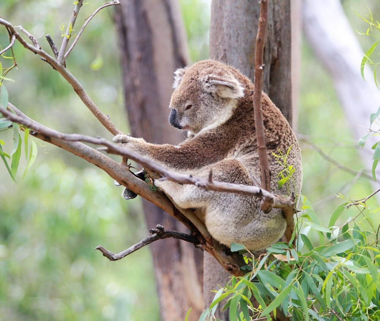 koala sitting on a tree branch