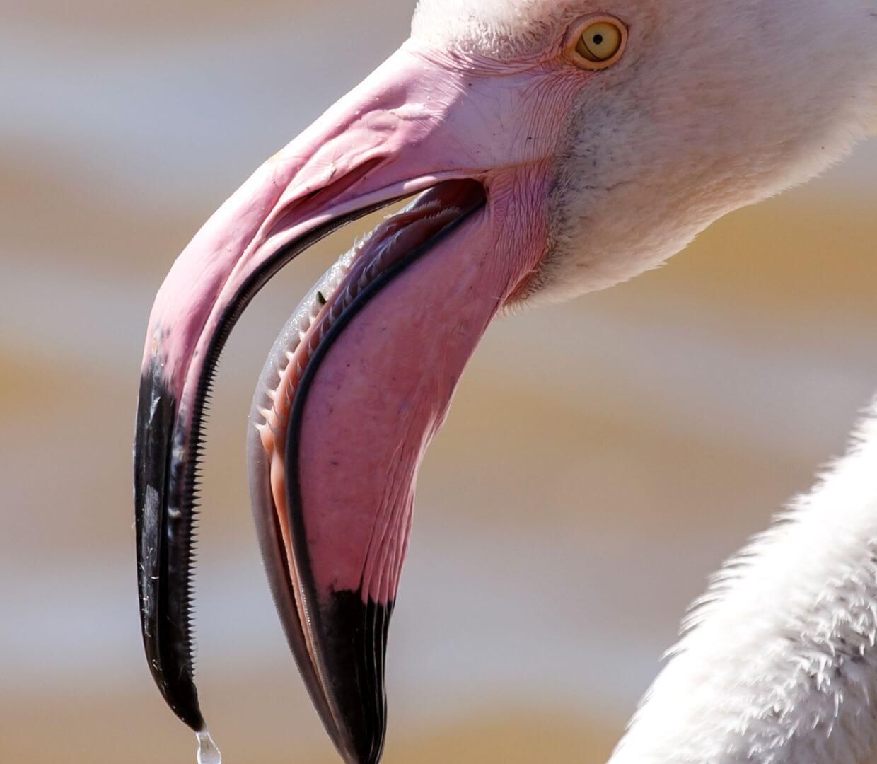 flamingo with open mouth and lamellae showing