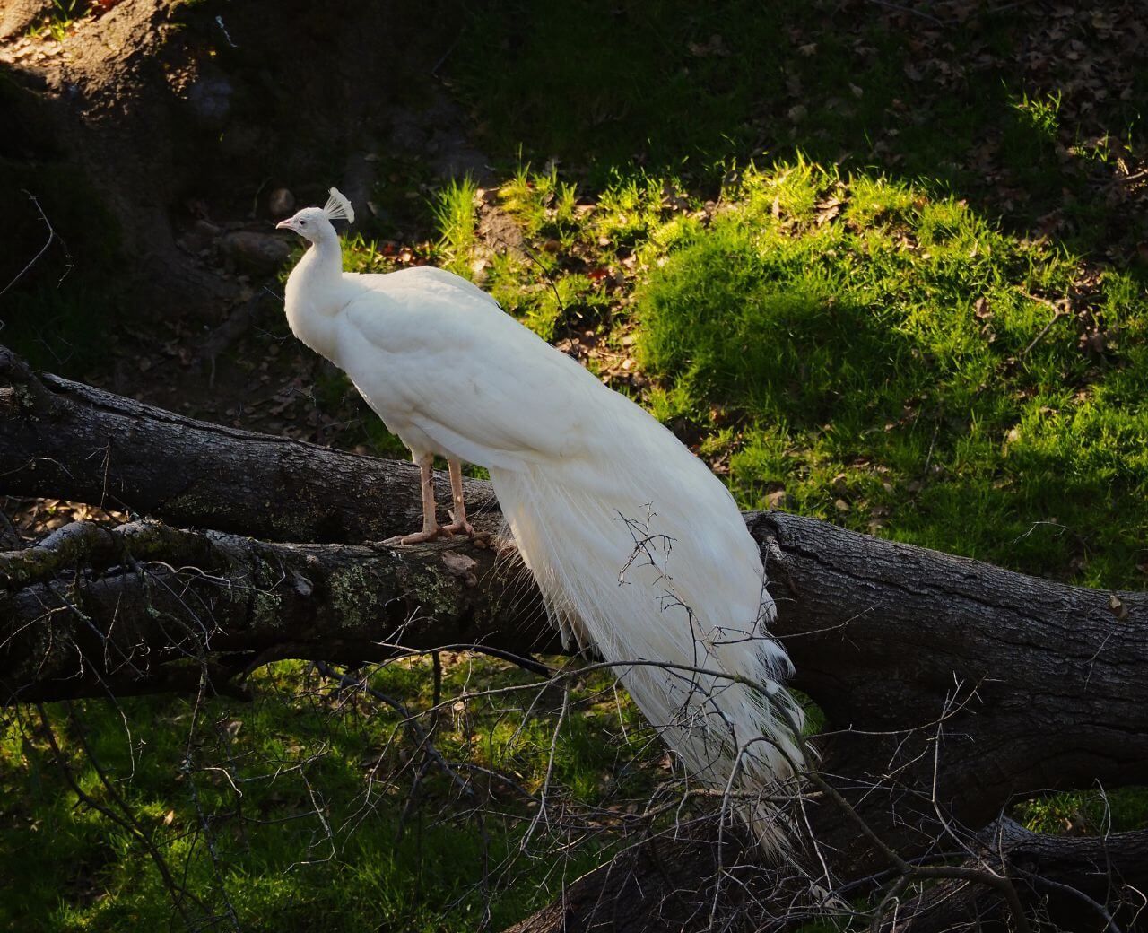 white peacock