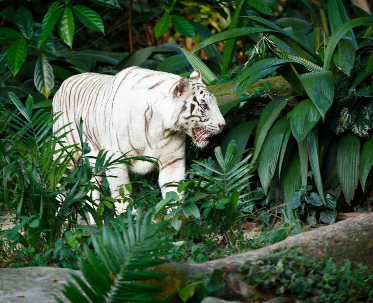 huge group on monarch butterflies hanging on tree branches