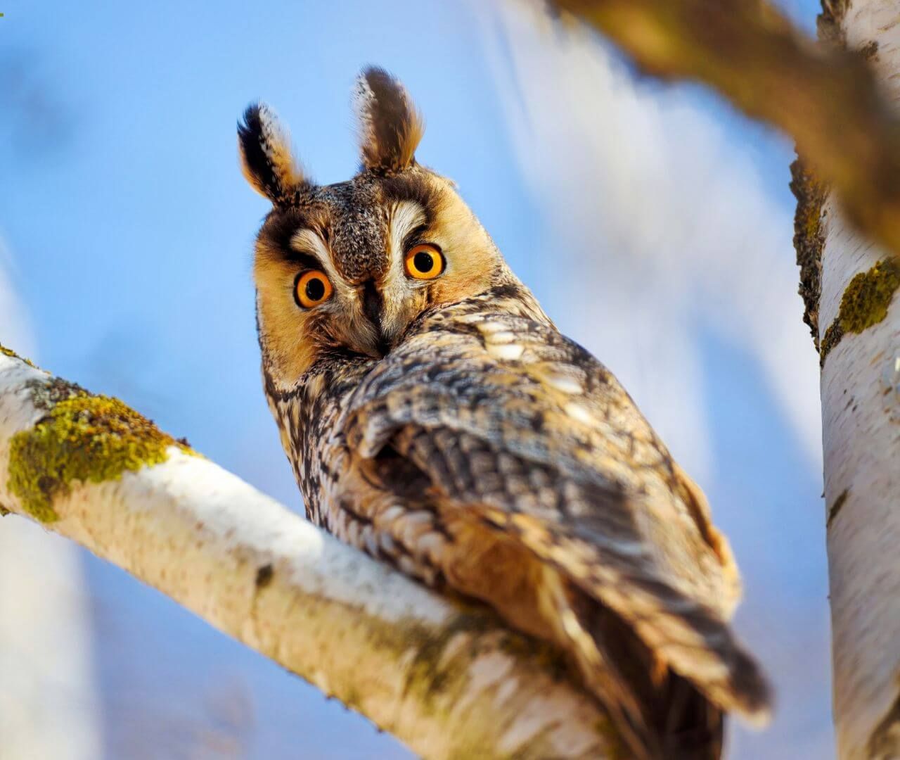 Long eared owl siting on a branch