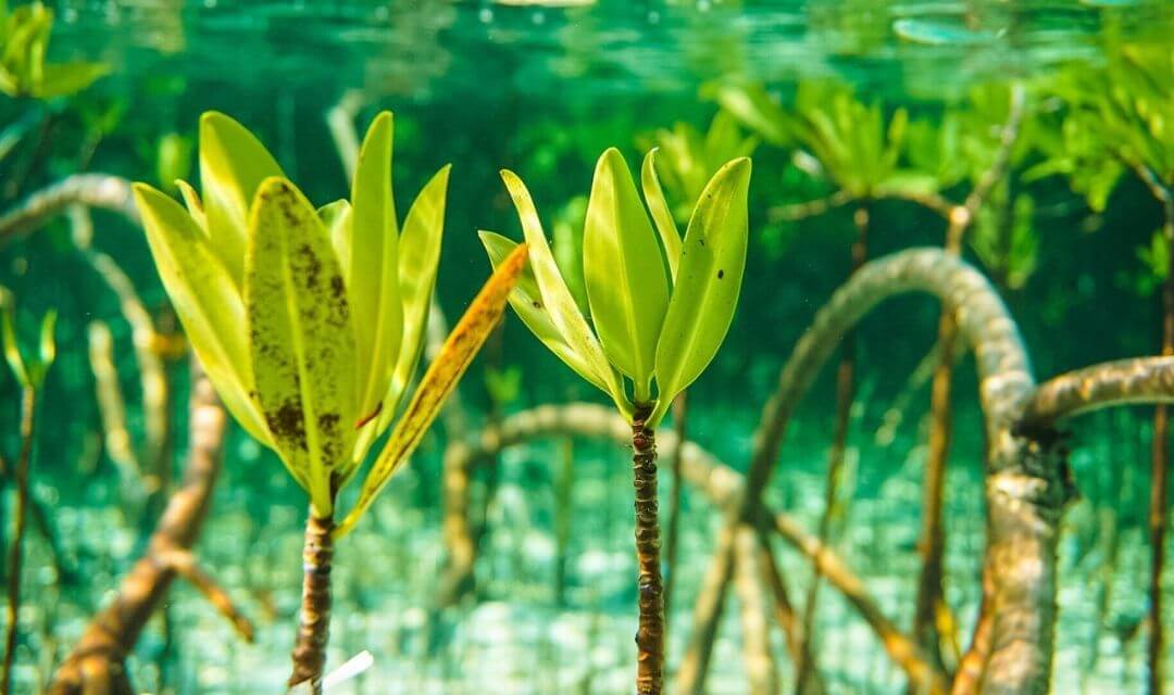 mangrove forest underwater