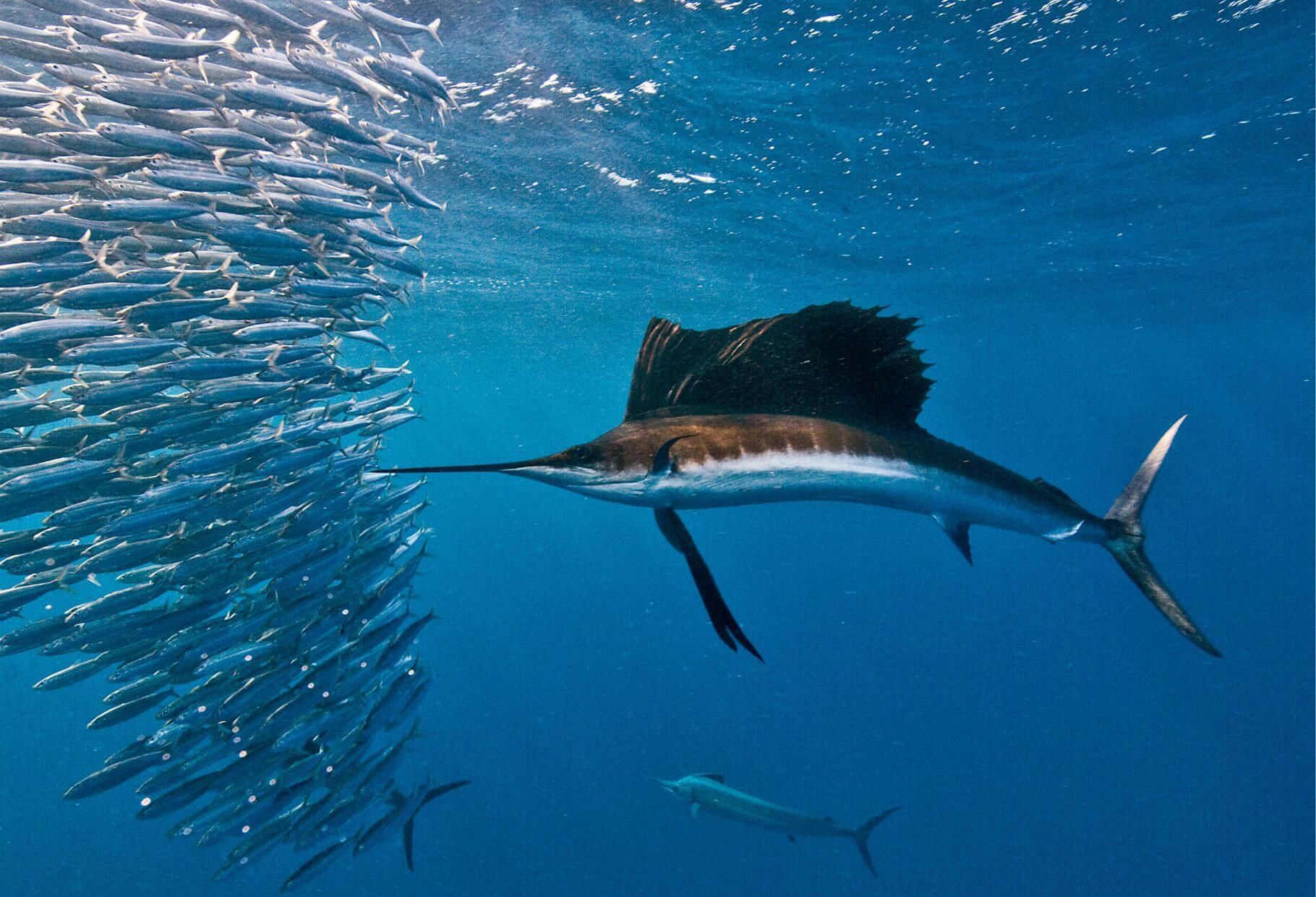 marlin attacking a school of fish