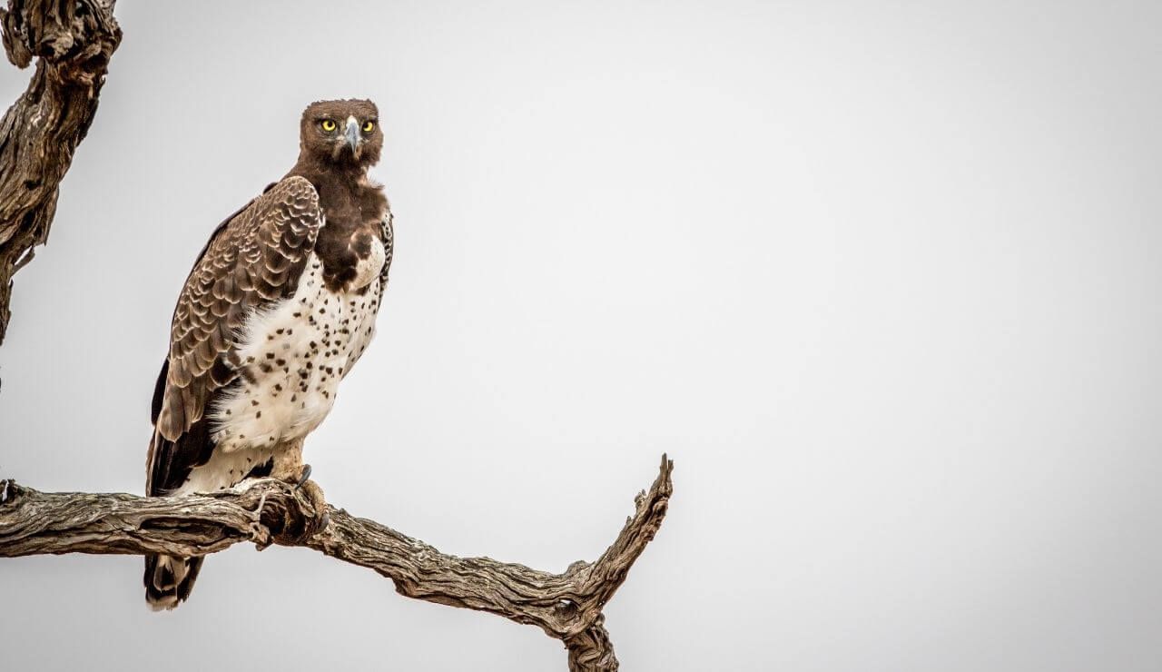 large martial eagle perched on a dead tree branch looking out across the landscape