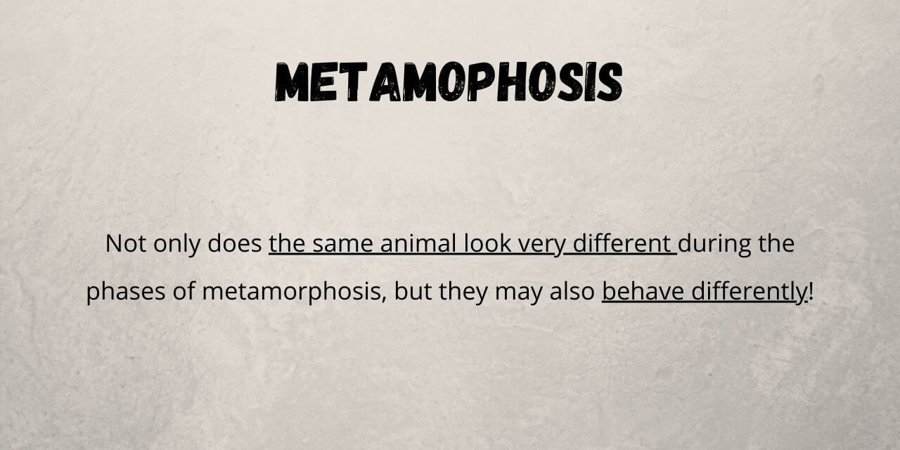 animals both look different and act different during the different