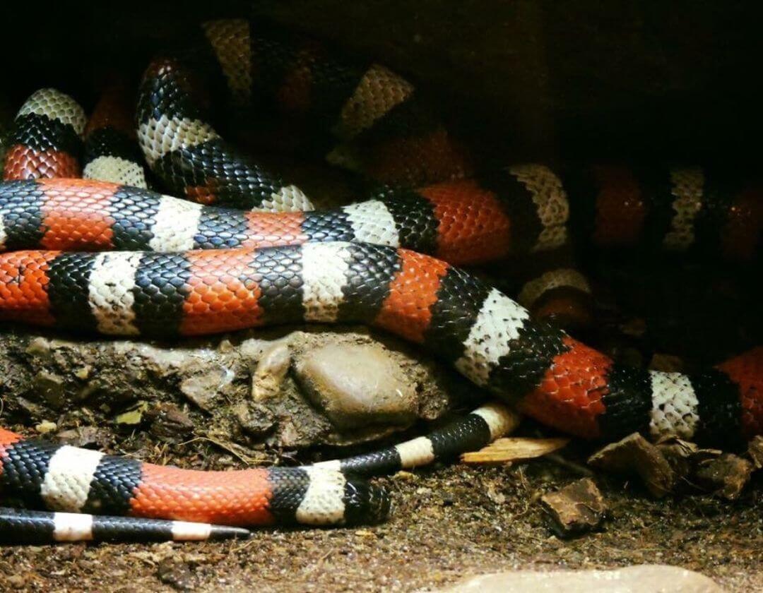 snake with red, white, and black stripes