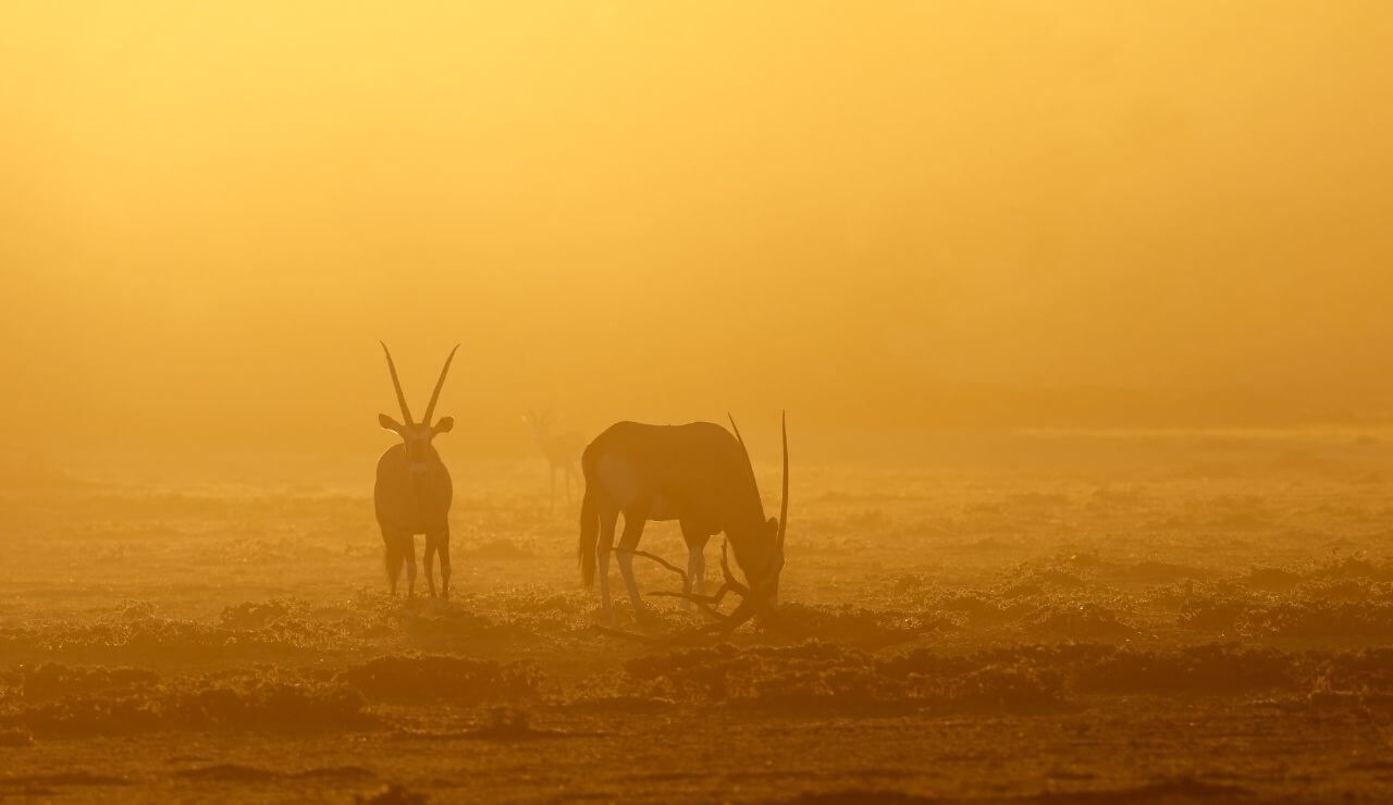 large herd of elephants standing in and around a large watering hole