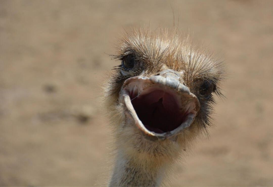 ostrich open mouth