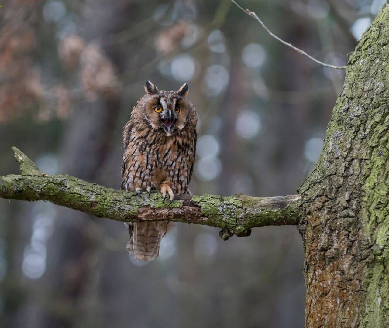 owl sitting on branch in forest