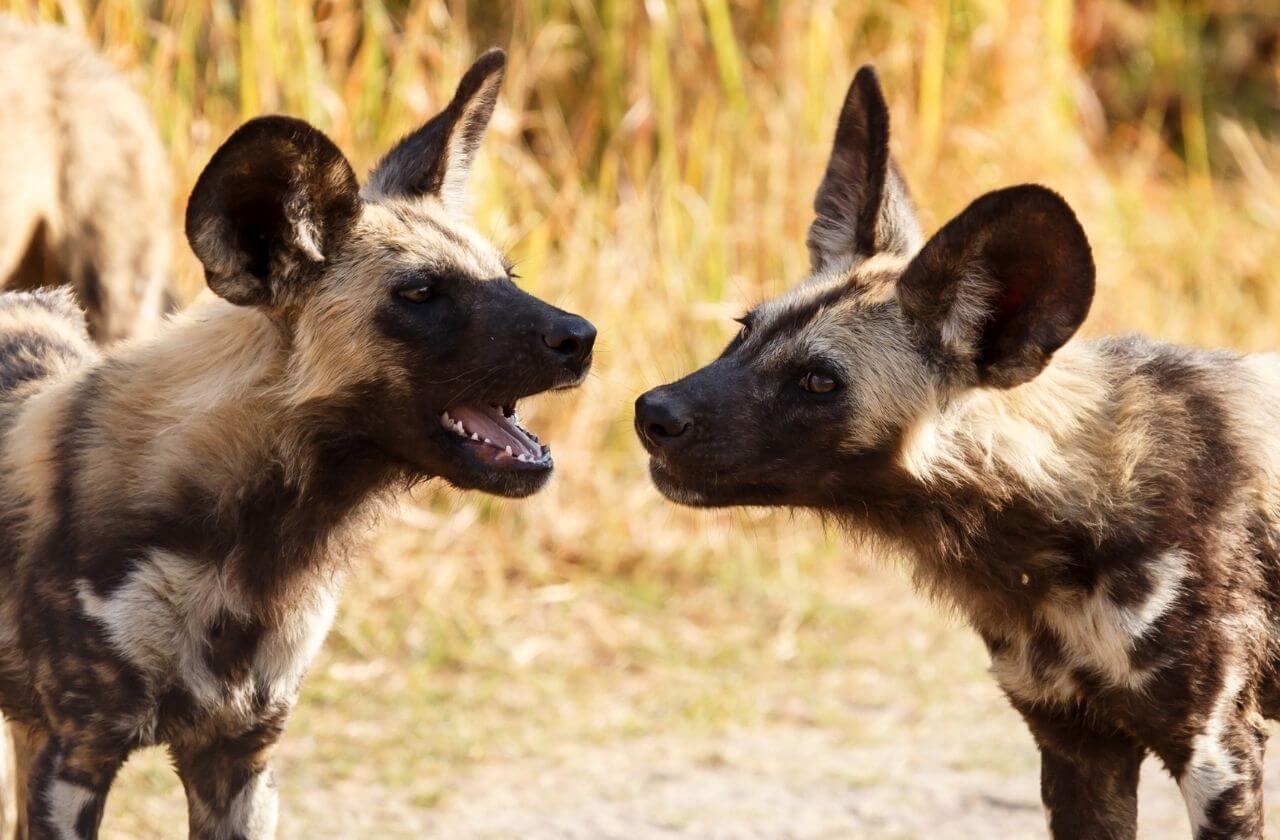 elephant standing in field in glow of setting sun