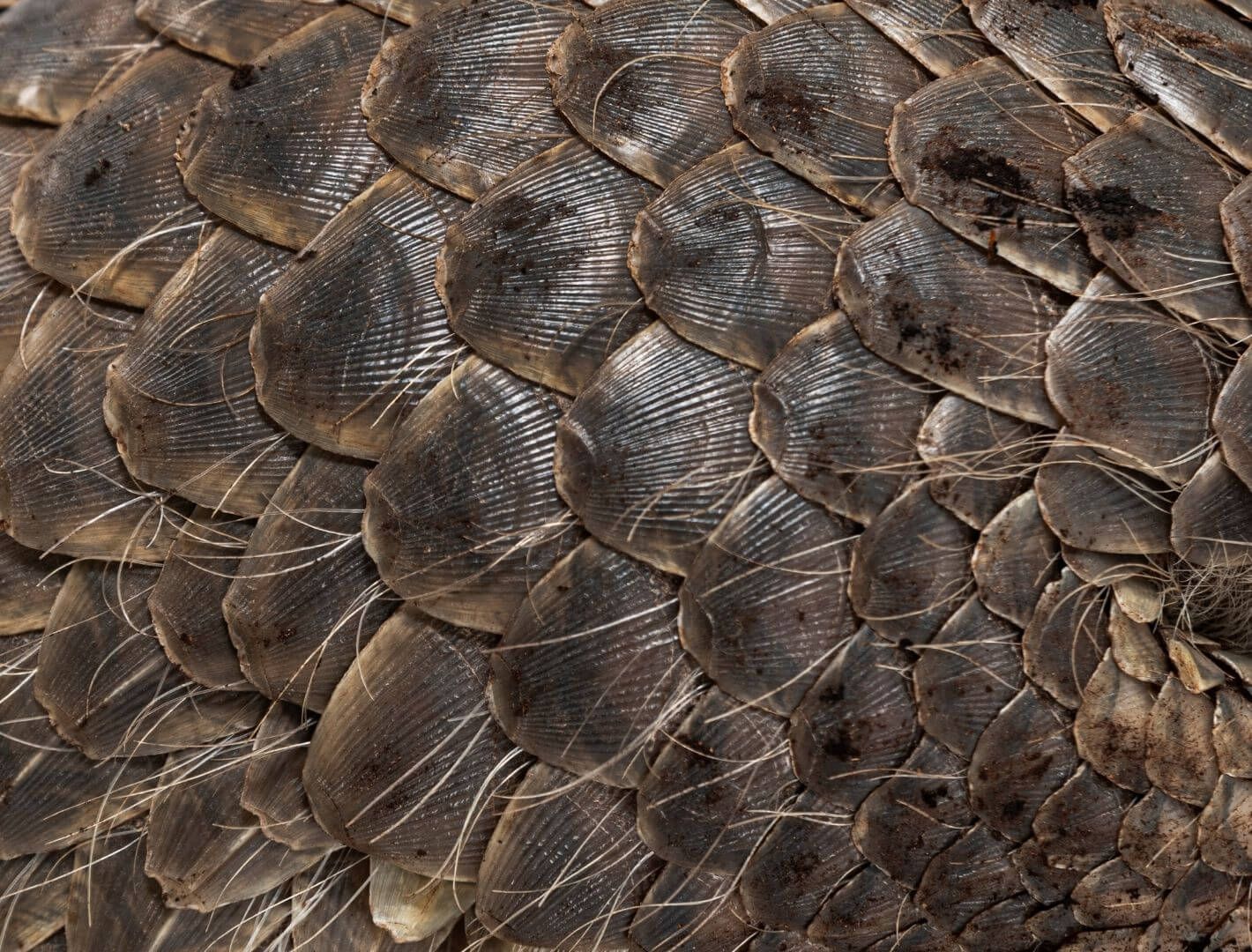 mexican wolf mom and pup