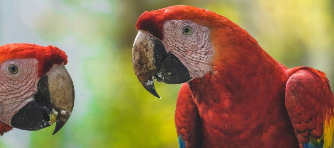 parrots hanging out with their large hooked bills