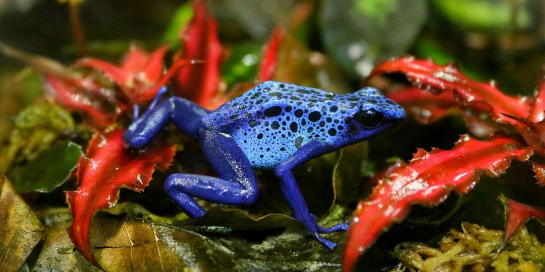 blue dart frog