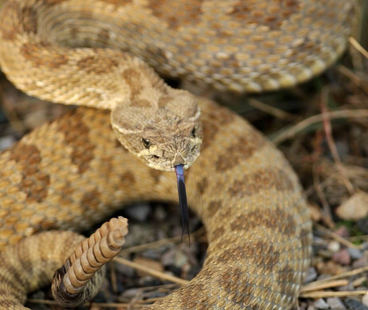 sea snake in open ocean