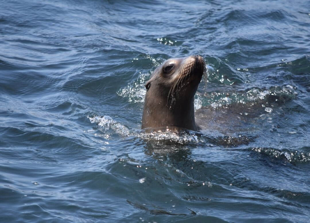sea lion sticking its head out from the water