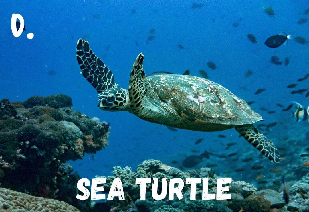 sea turtle swimming through a reef with many tropical fish