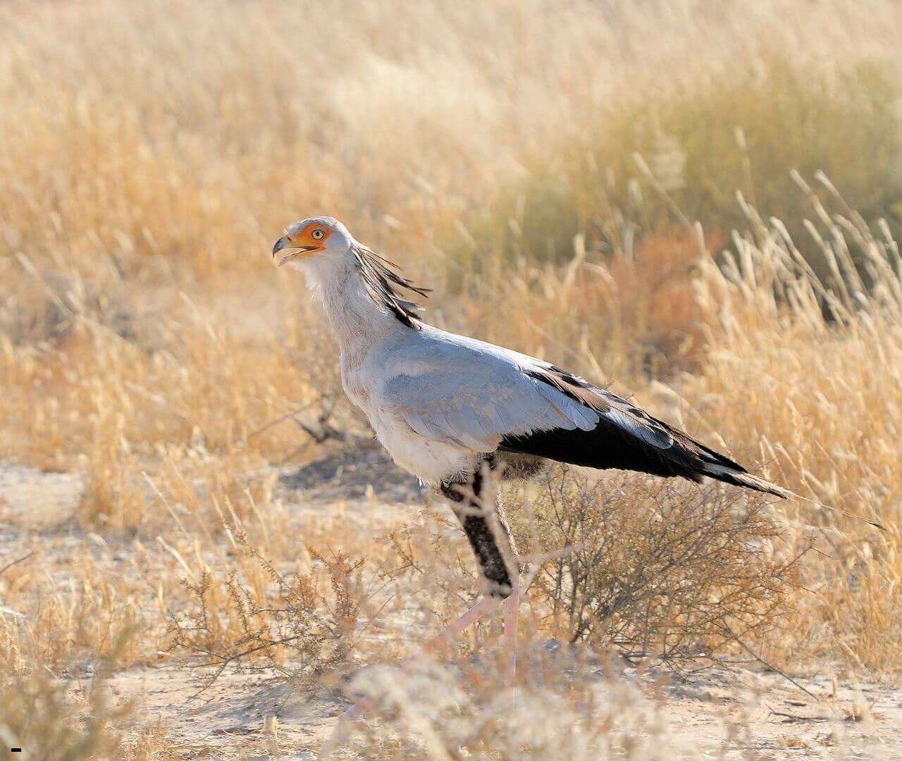 owl sitting on branch in forest