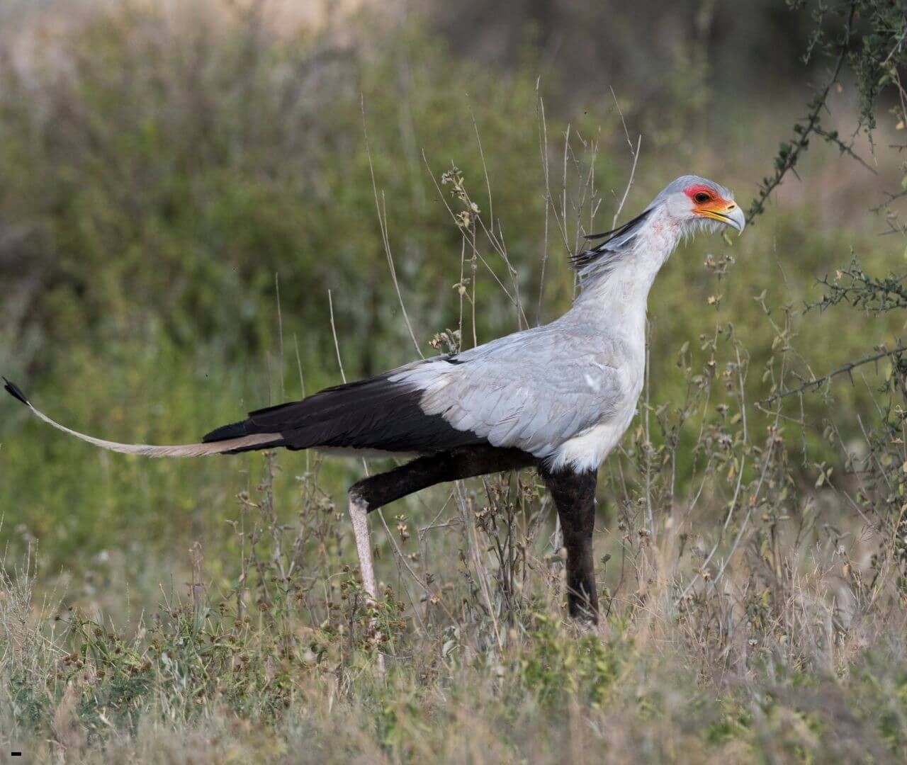 Long eared owl siting on a branch