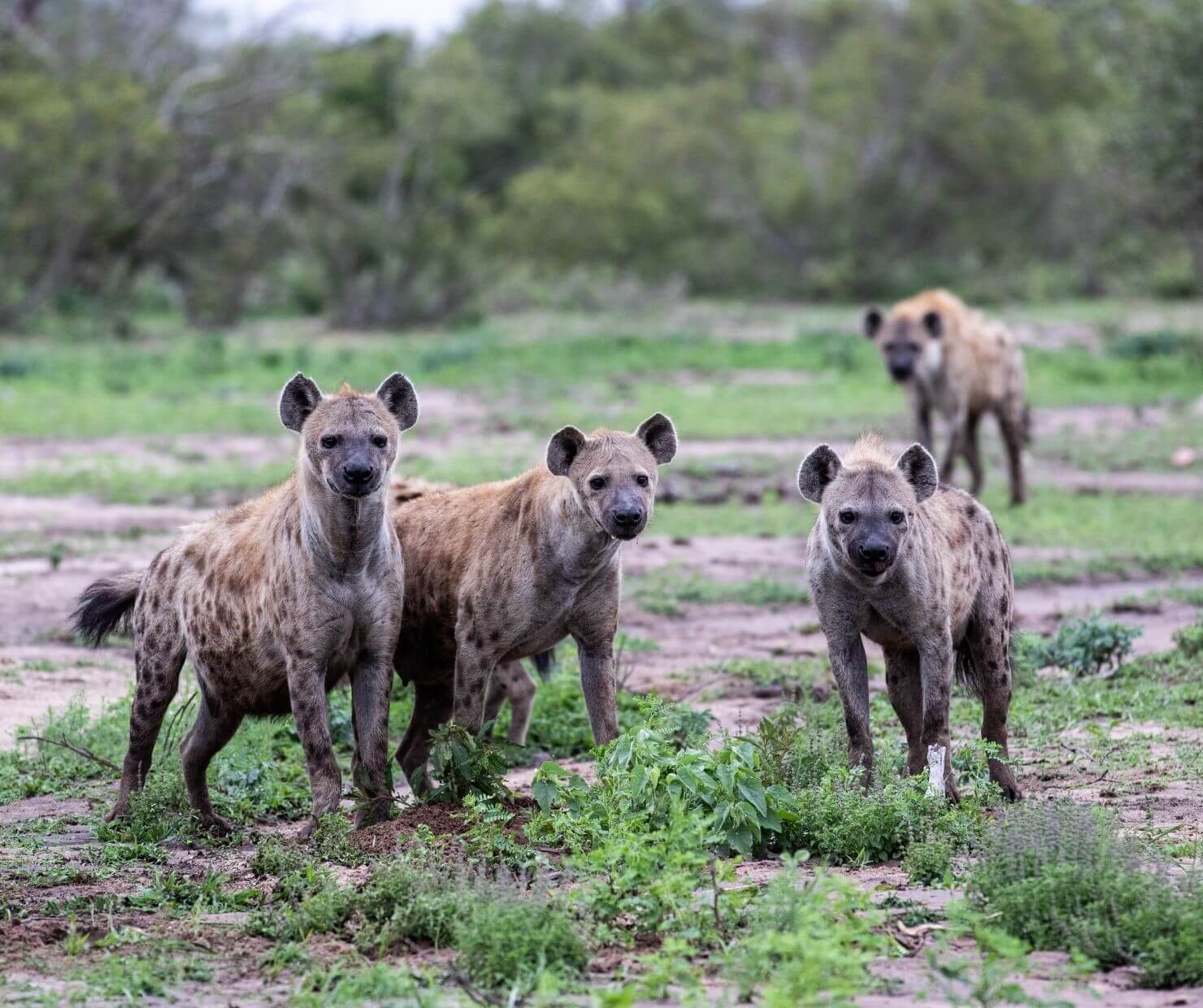 monarch butterfly on orange flower