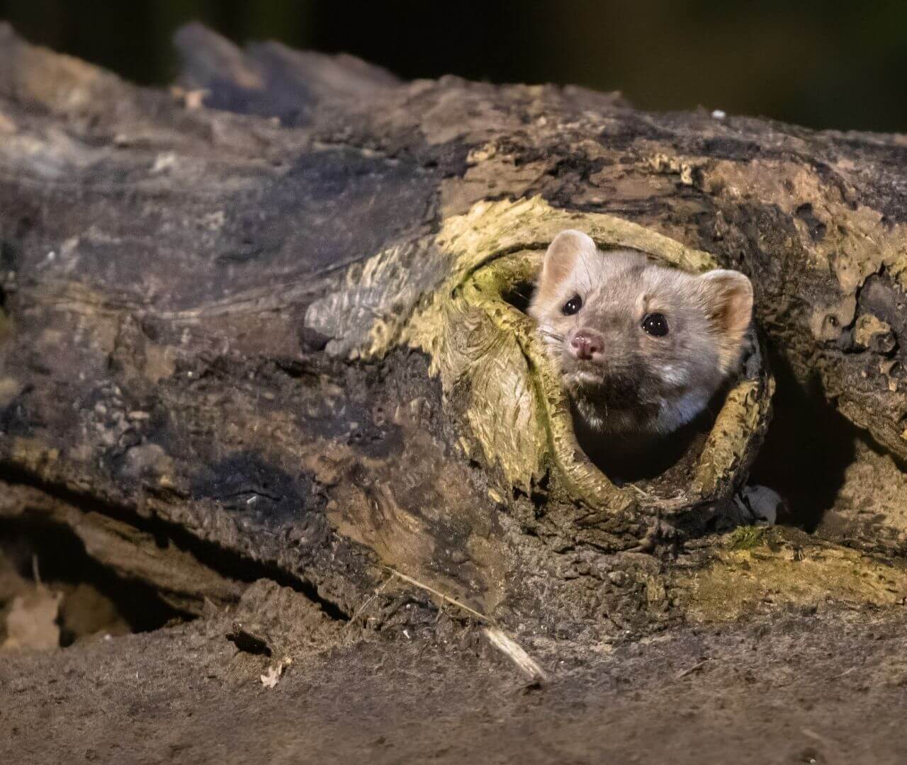 weasel in a log