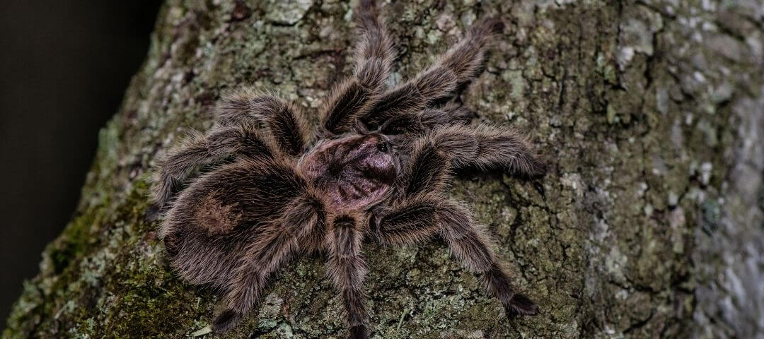 tarantula climbing on bark on the trunk of a tree