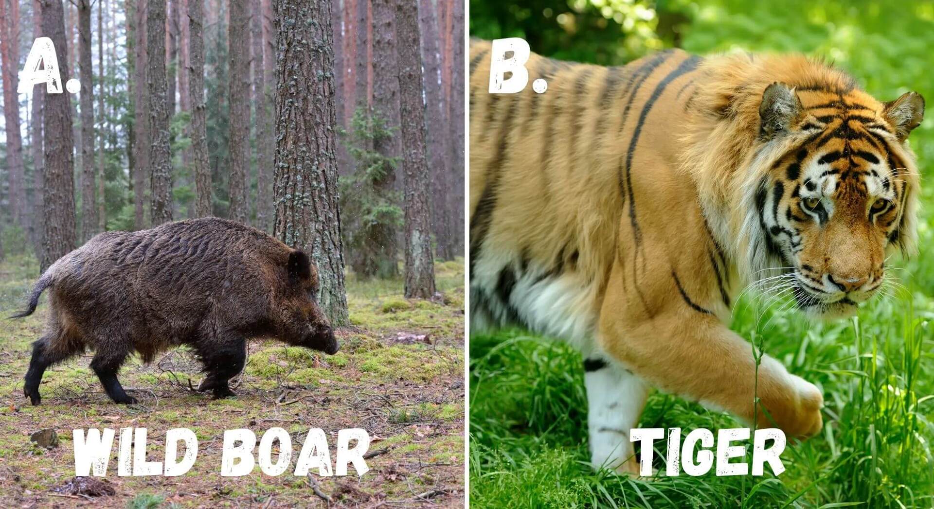 tigers are the apex predator in their ecosystem, unlike wild boars which are often eaten by tigers