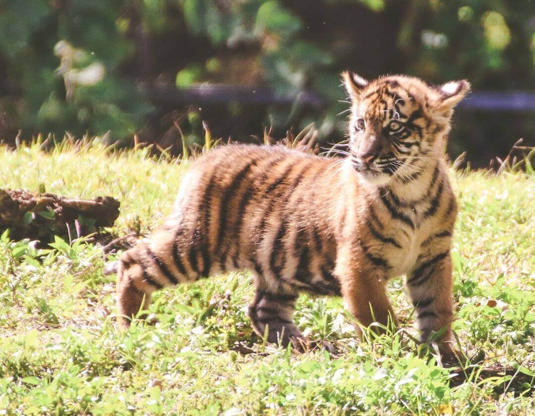 tiger cub walking through grass