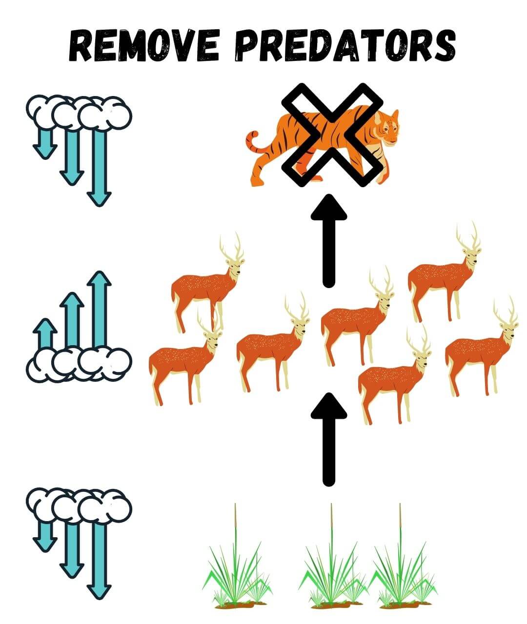 graph showing how an ecosystem is affected when there is a trophic cascade or are not enough predators