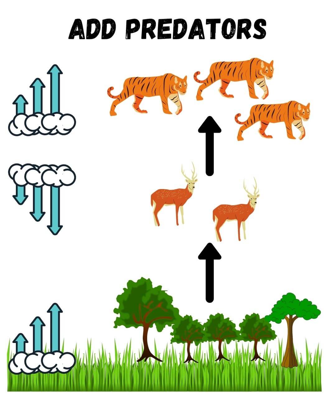 graph showing how an ecosystem is affected when there are too many predators