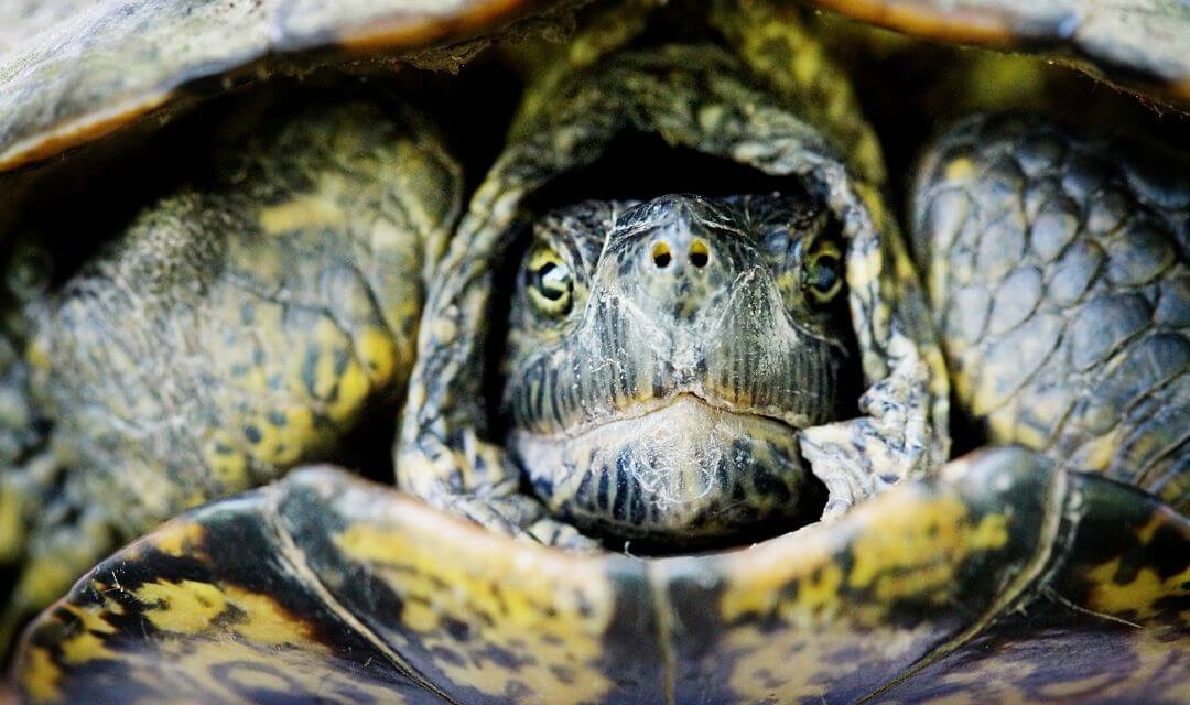 turtle with head tucked into shell