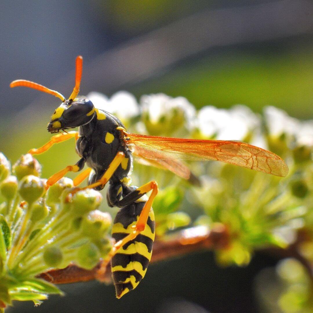 black and white striped wasp climbing on small flowers