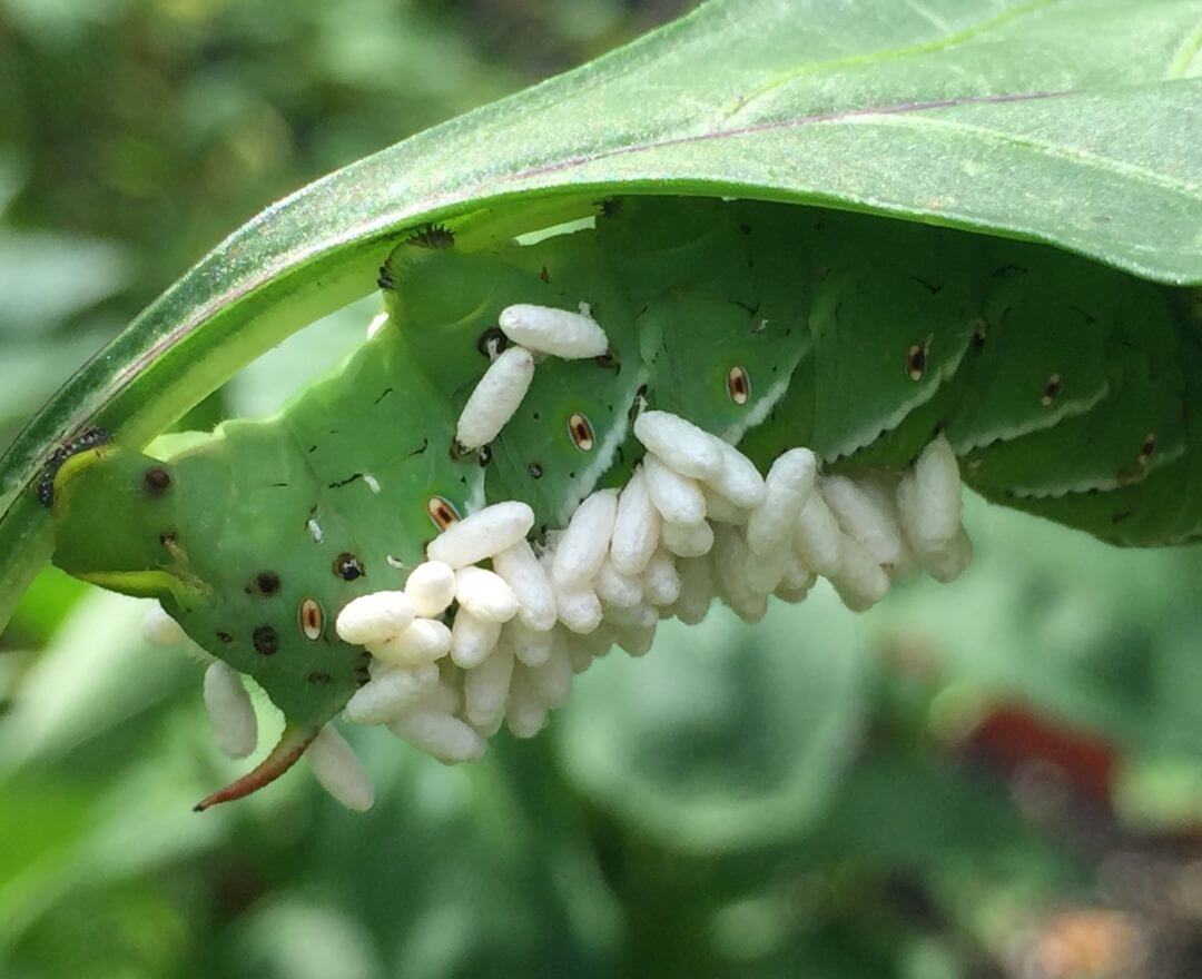 caterpillar with parasitic wasps attached to its back