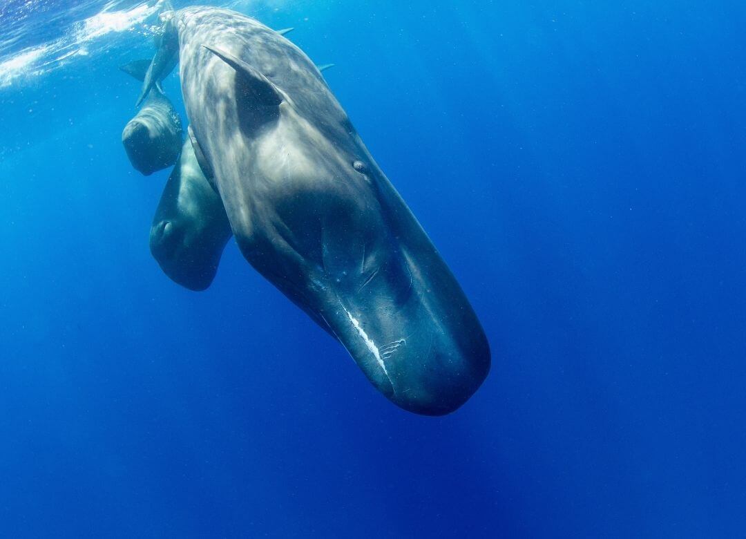 whale with calf swimming near ocean surface