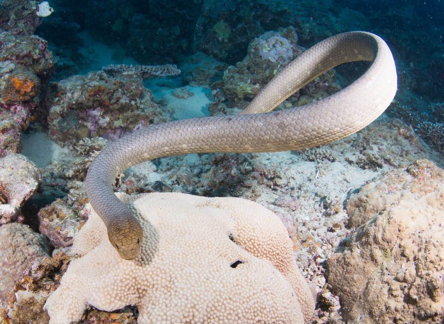 sea snake in a reef