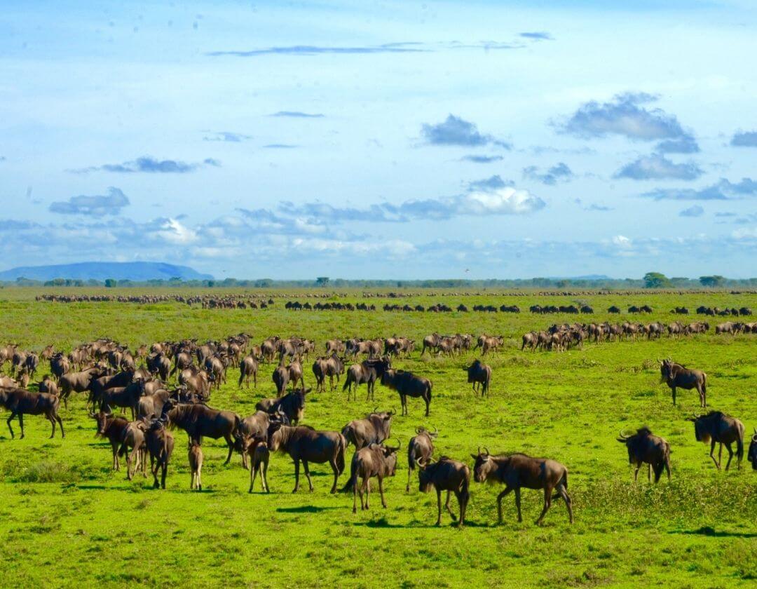 large herd of wildebeest migrating across the grassland