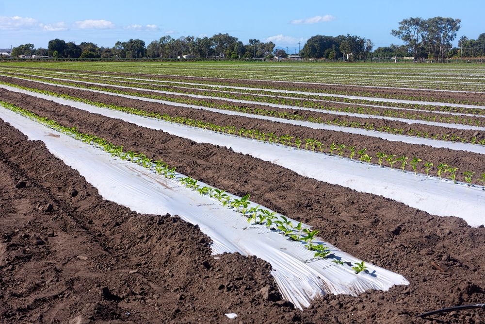 Rows of Plants Growing in a Field Covered in Plastic — NQBC Pty Ltd in Collinsville, QLD