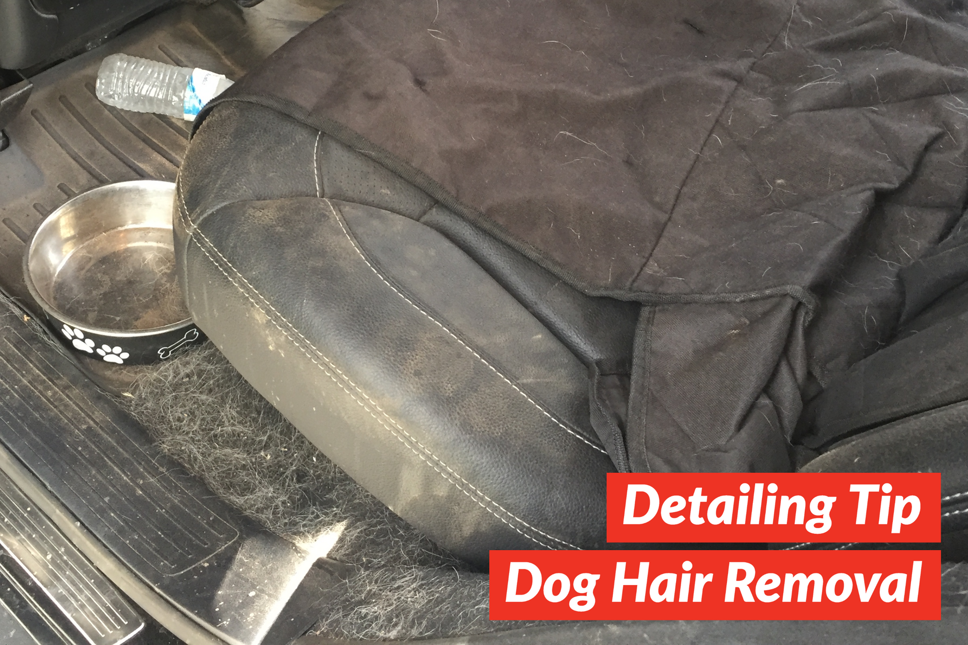 Dog Hair Removal