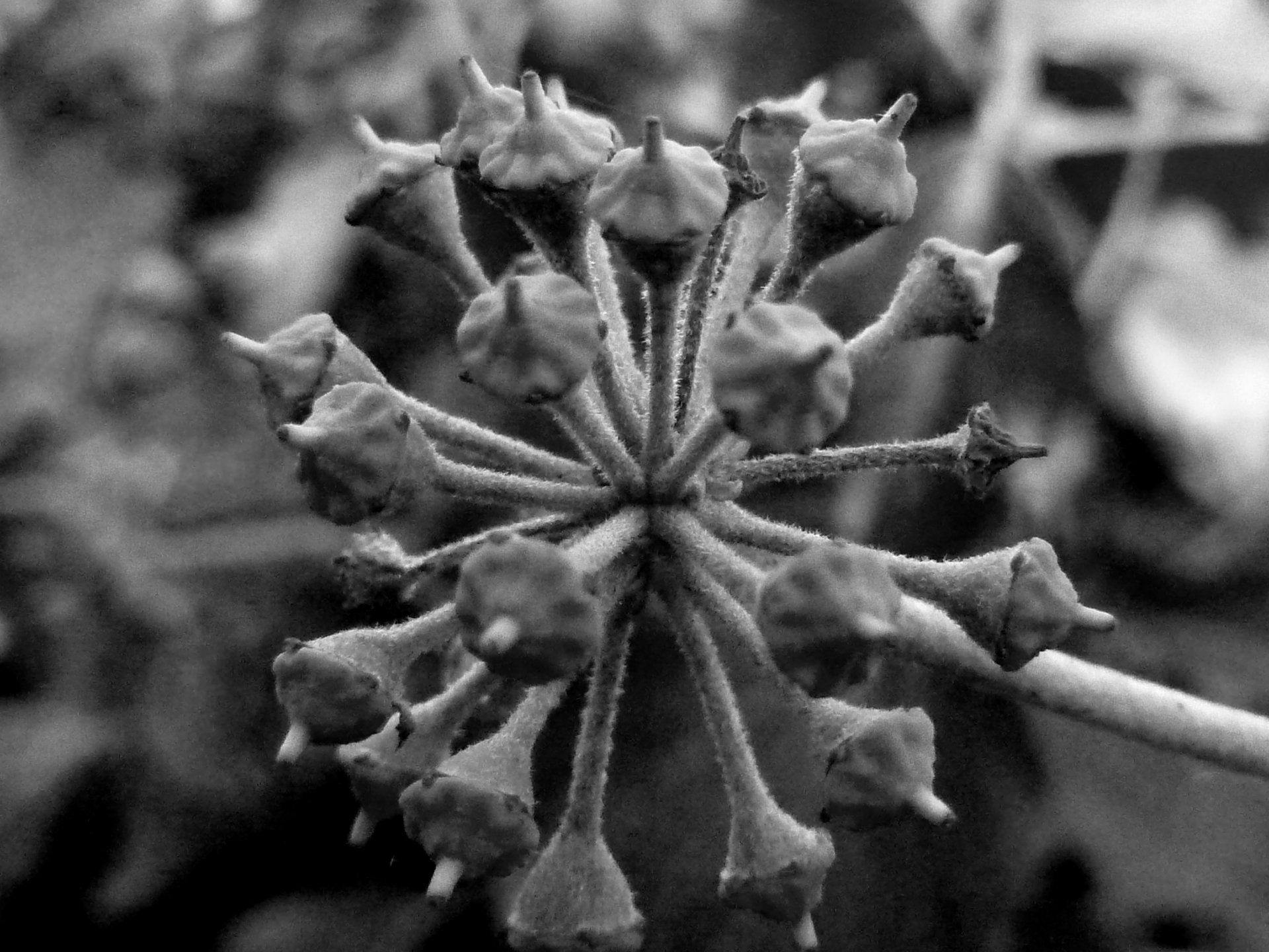 Multi-focus approach