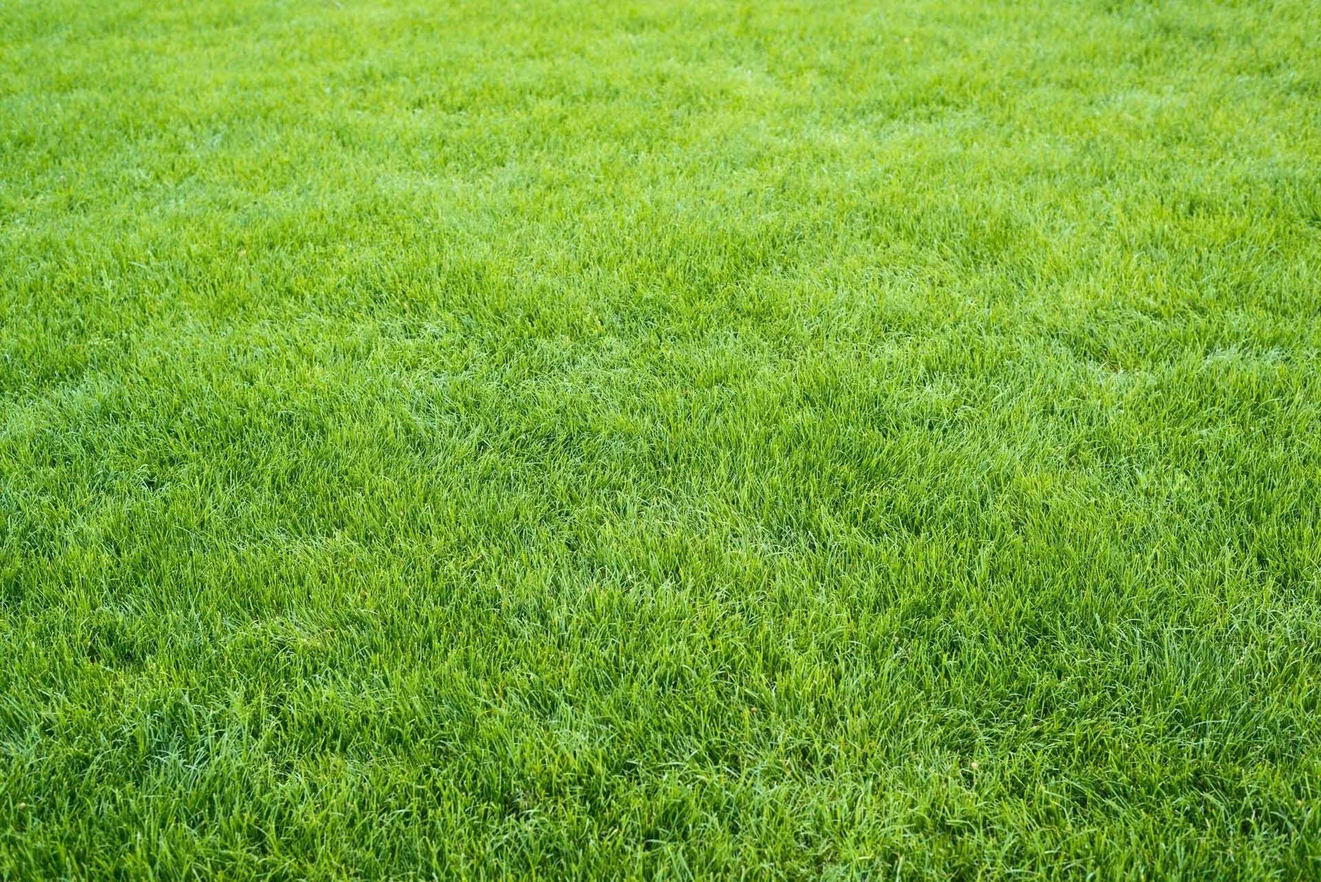 Things to Consider When Choosing the Best Type of Grass for Your Lawn