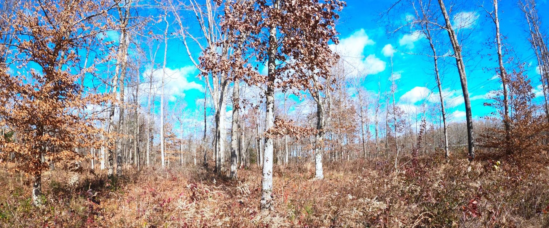 Buying Land at Lake Anna