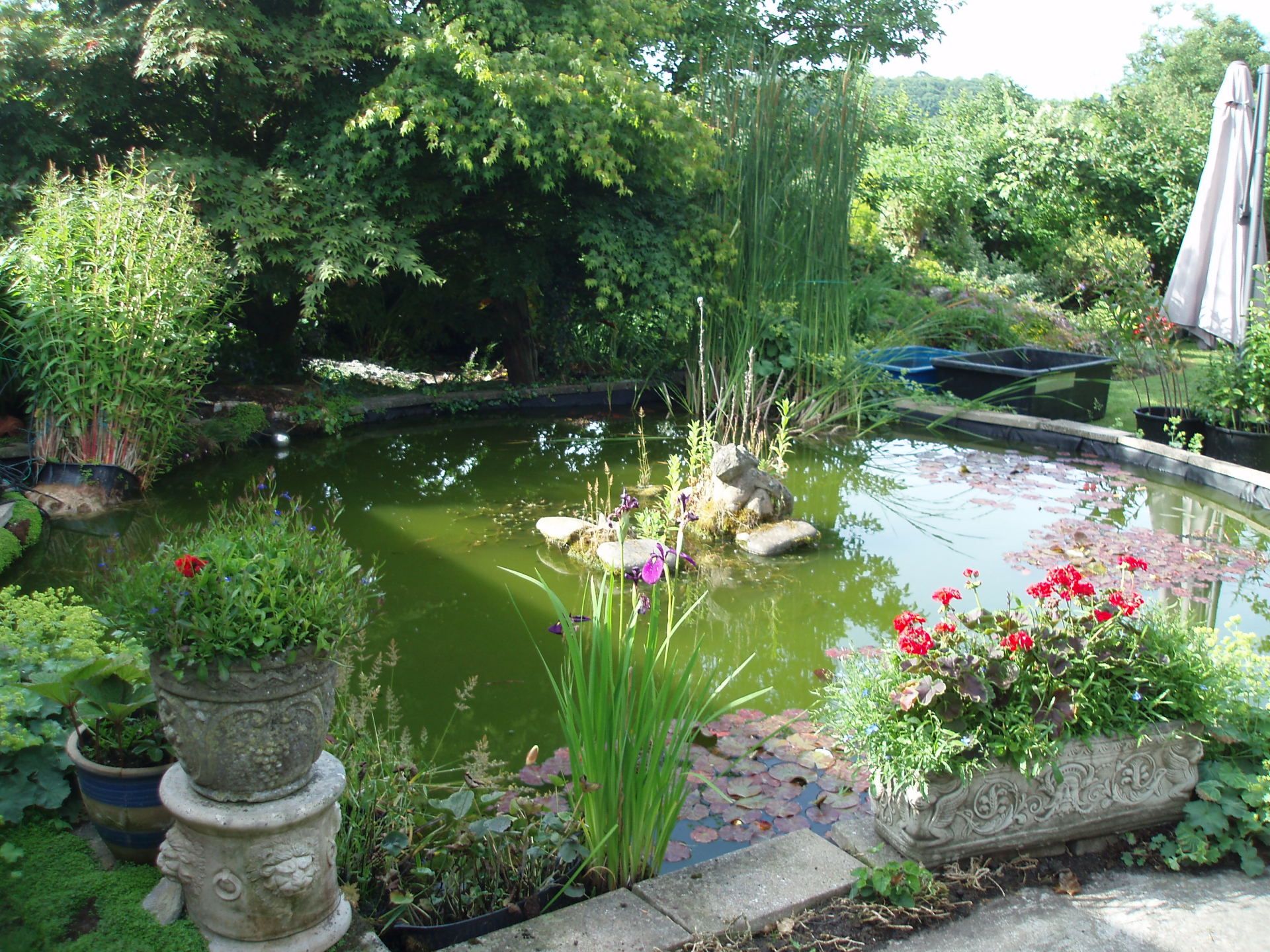 garden pond
