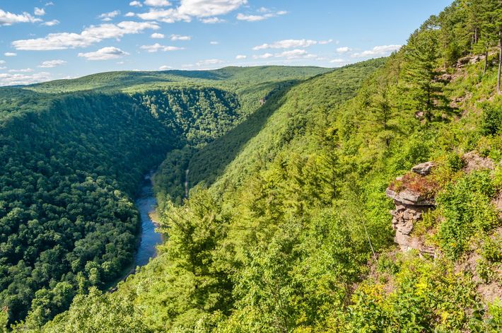 A river runs through a lush green canyon surrounded by trees.