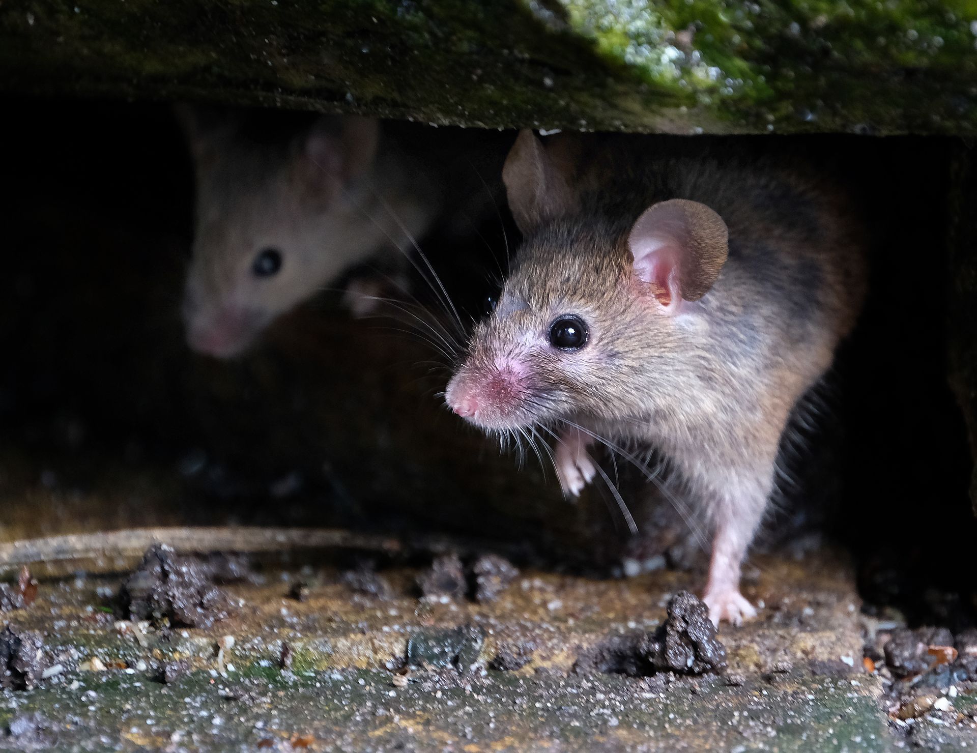 Rodents